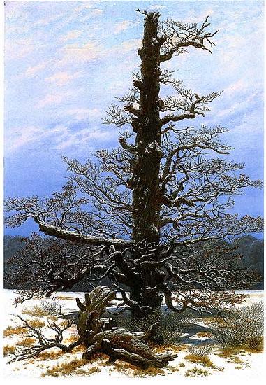  Oak Tree in the Snow